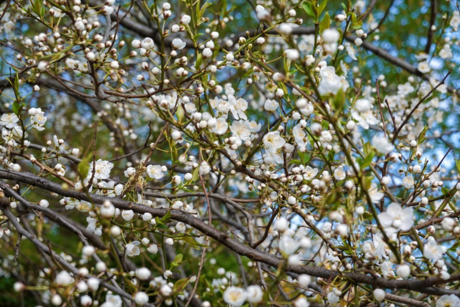 Mobile floral workspace setup for events